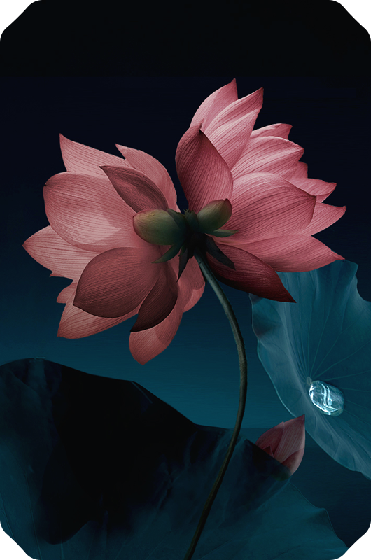 取花 · 并蒂莲